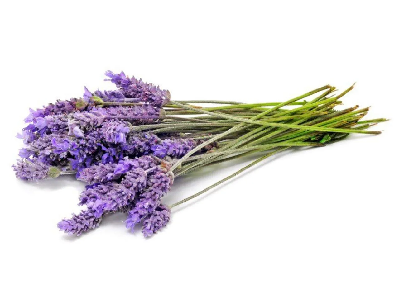 Lavender & Lace